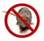 Hubení potkanů a krys v období sucha