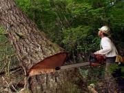 Lesní těžba a mechanizace